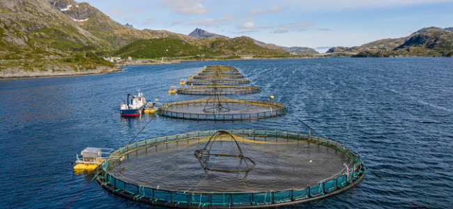 Instalaciones de acuicultura en un entorno natural, con jaulas flotantes y un barco operando en el agua. Las montañas se alzan en el fondo